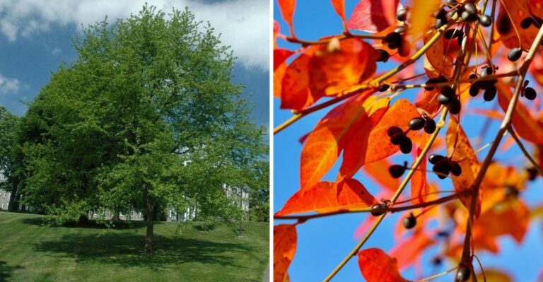 This Underused Native Tree Deserves A Spot In More Pennsylvania Yards