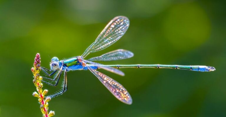 What It Means When Dragonflies Gather Before An Ohio Thunderstorm