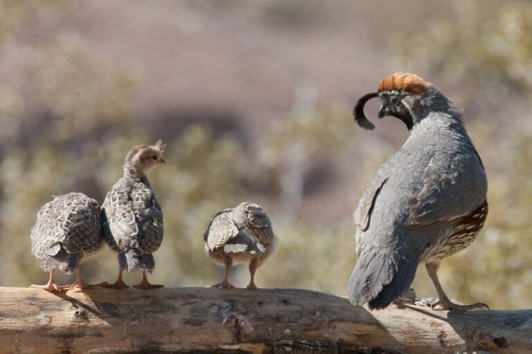 What Does a Fall Gambel’s Quail Covey in Your Arizona Yard Mean?