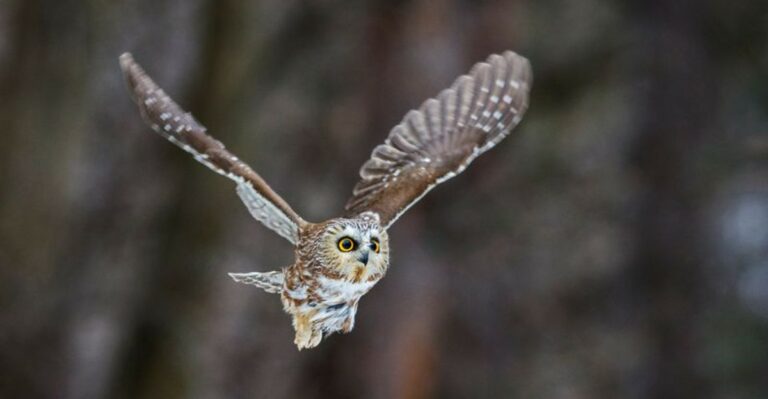 The Ohio Owl That Migrates Through Backyards In October And Almost No One Notices