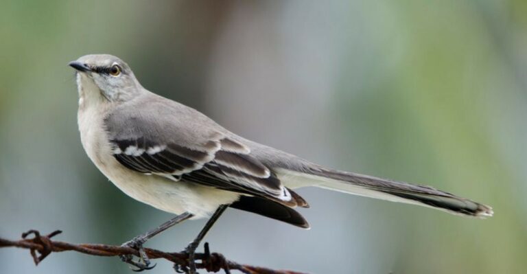 Why Mockingbirds Are Chasing Other Birds Away From Georgia Yards This Fall