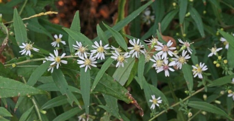 Georgia Native Plants To Grow Instead Of Ornamentals That Attract Stink Bugs