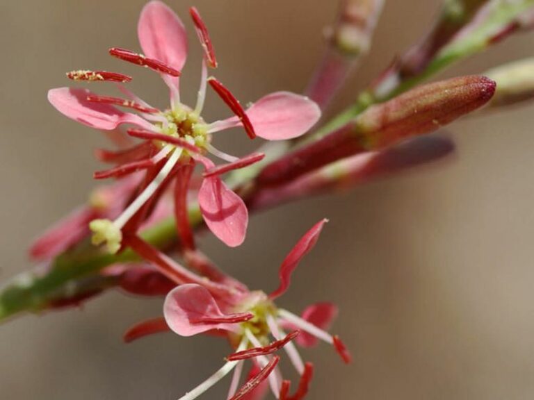 Scarlet Beeblossom: The Arizona Native Perennial Whose Blooms Deepen in Color as They Age