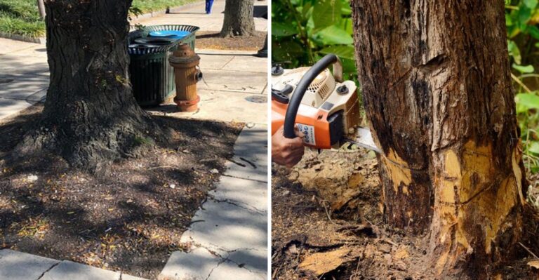 The Pennsylvania Trees You Can’t Cut Down Without A Permit