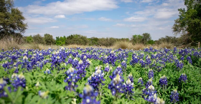 The Texas Wildflower You Have to Sow Before November for Spring Blooms