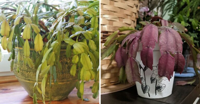 The Reasons Why Your Pennsylvania Christmas Cactus Is Wilting