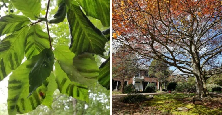 Beech Leaf Disease Is Spreading In Ohio – Check Your Beech Trees Before The Leaves Drop