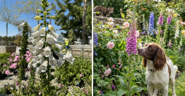 Why Foxglove Looks Magical In A California Garden But Is Not Safe For Pets