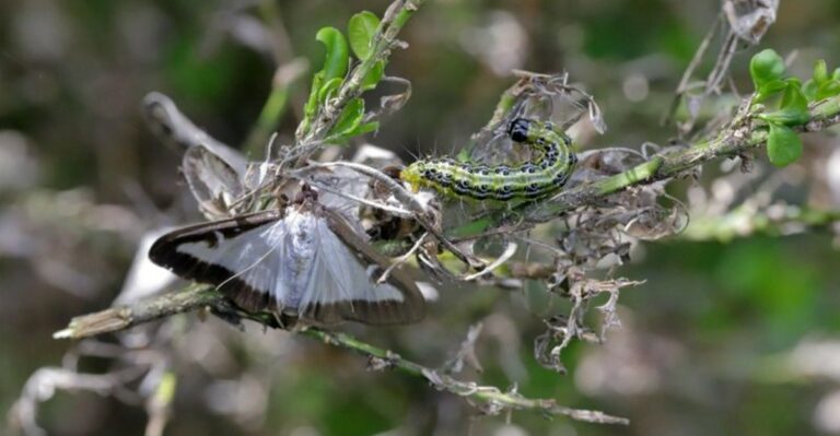 Found In Cape May County For The First Time, A Moth That Can Defoliate A Boxwood In 10 Days