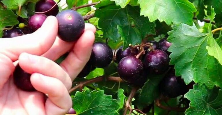 How To Tell When North Carolina Muscadines Are Truly Ripe Without Relying On Color
