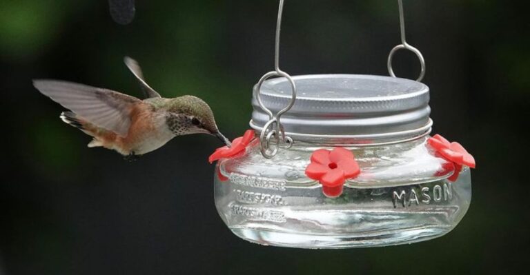 When To Take Down Your Hummingbird Feeder (It’s Later Than You Think)