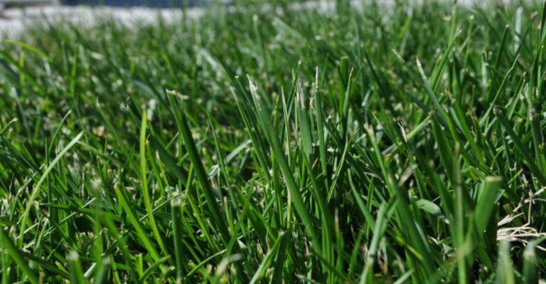 Why More Ohio Homeowners Are Switching To Turf-Type Tall Fescue