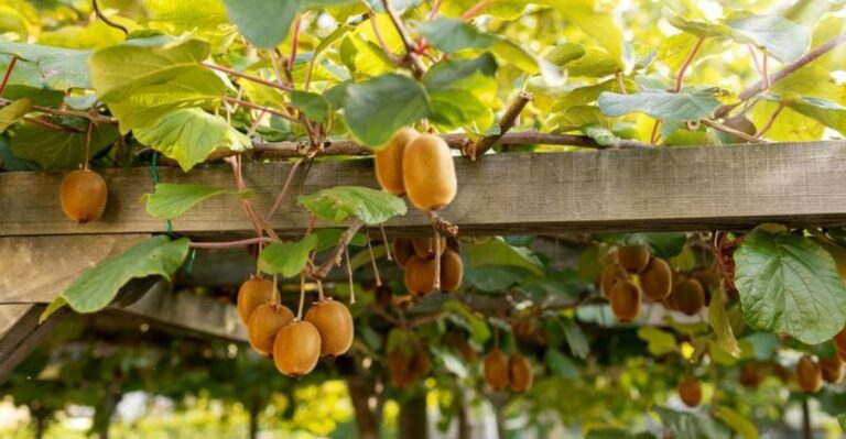Hardy Kiwi Can Grow In North Carolina, But This Pollination Mistake Leaves Vines Without Fruit