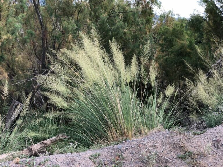 Big Sacaton and Arizona’s Floodplain Grasslands: What Local Restoration Can and Can’t Tell Us