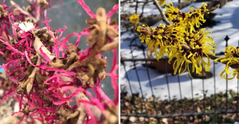 This Ohio Nursery Grows Nearly 200 Kinds Of Witch Hazel, The Shrub That Blooms When Everything Else Is Done