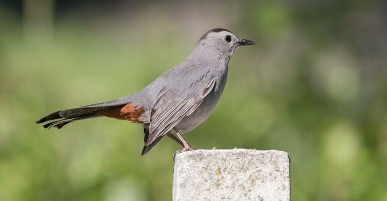 The Gray Bird Mewing Like A Cat In Florida Shrubs Just Arrived For Winter