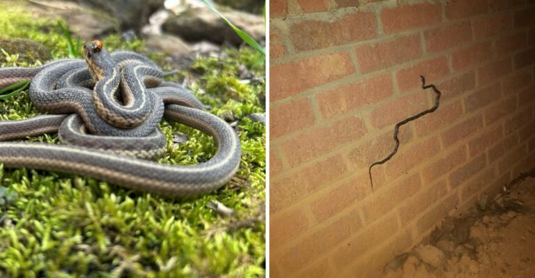 The Ohio Snakes You Might Find In Your Basement In Fall (And What To Do)