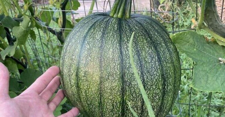 What To Do With Green Pumpkins And Winter Squash When Michigan Frost Comes Early