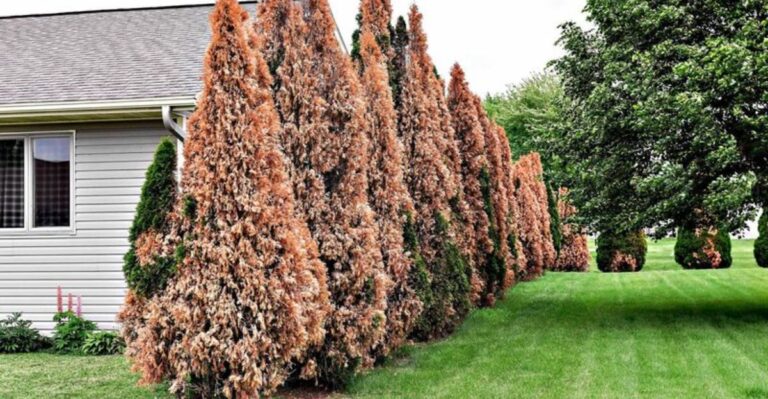 What Your Ohio Arborvitae Need This Fall To Stay Full And Green Through Winter