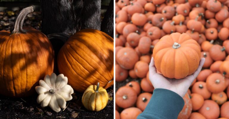 How To Make Your Pumpkins Last Longer On The Porch