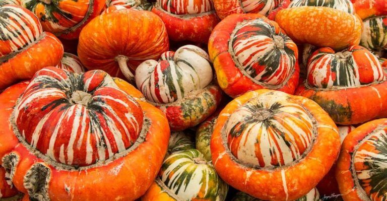10 Pumpkins And Gourds Still Worth Harvesting Before An Ohio Frost
