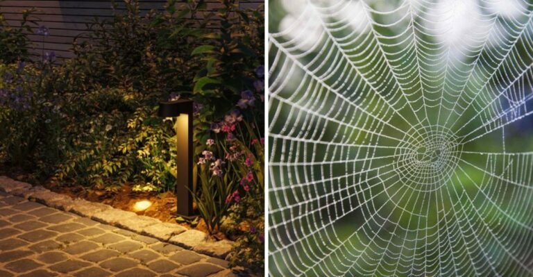 Why Spiders Keep Building Webs Across Your Texas Garden Path