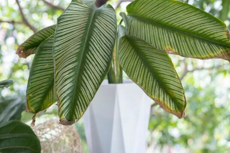 Could Your Heater Be Behind Brown Houseplant Tips in Low-Desert Arizona?