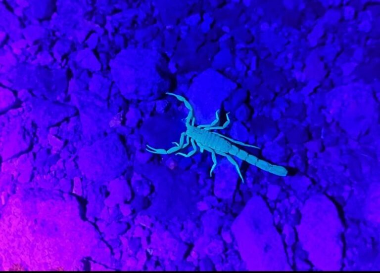 8 Things Arizona Homeowners Do That Accidentally Invite Scorpions Indoors in Winter
