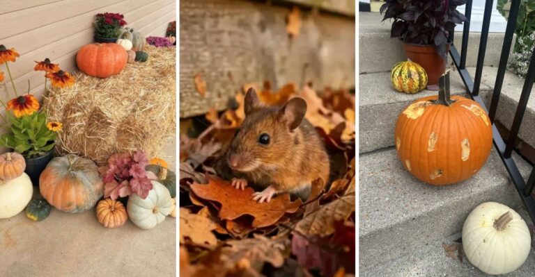 Your Halloween Hay Bales And Cornstalks Could Be Inviting Mice Into Your Virginia Home