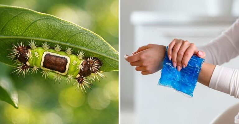 What To Do If A Saddleback Caterpillar Stings You In Your Florida Garden This Fall