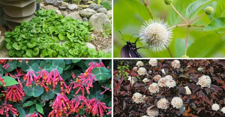9 Native Alternatives To The Invasive Plants Still Sold At Garden Centers