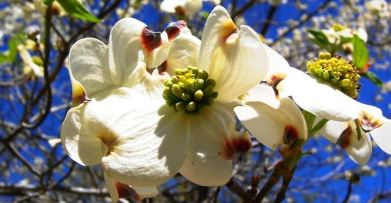 The One Thing California Dogwoods Need In October Or They May Skip Blooming Next Spring