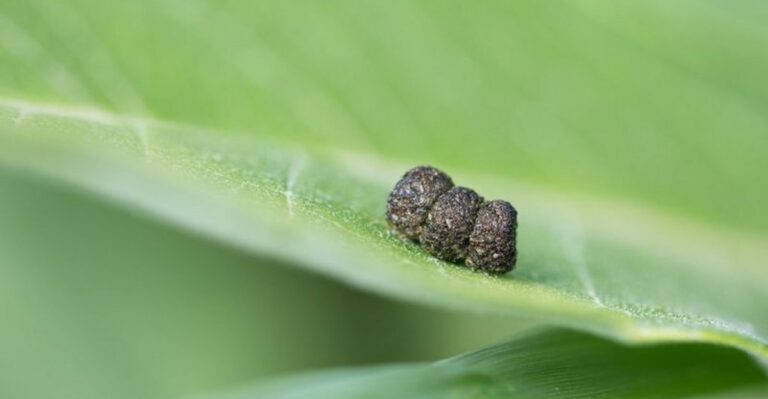 Why Tiny Black Droppings On Fall Vegetable Leaves In North Carolina Point To Hidden Caterpillars