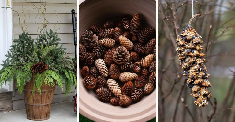 Don’t Toss Those Pine Cones. New York Gardeners Are Putting Them To Work