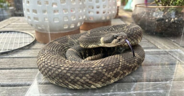 What To Do If A Rattlesnake Settles Under Your California Porch
