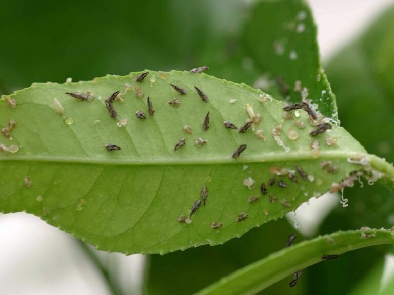 Asian Citrus Psyllid in Arizona: What the Bug Looks Like and Why Citrus Greening Matters