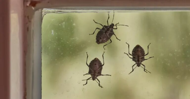 Stink Bugs Are Slipping Into Indiana Homes Through Window Gaps As October Nights Cool Down
