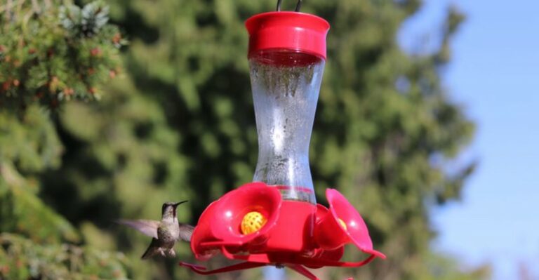 The Worst Places To Hang A Hummingbird Feeder In Your New York Yard