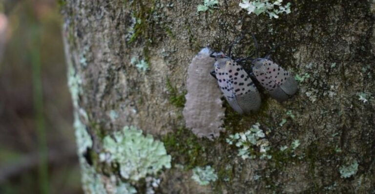 Why Spotted Lanternfly Egg Masses Are The Real Ohio Problem This Fall