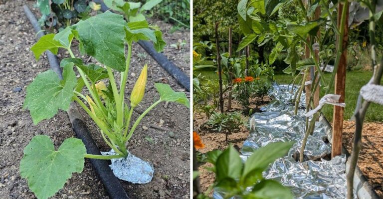 Why Virginia Gardeners Are Using Aluminum Foil In Garden