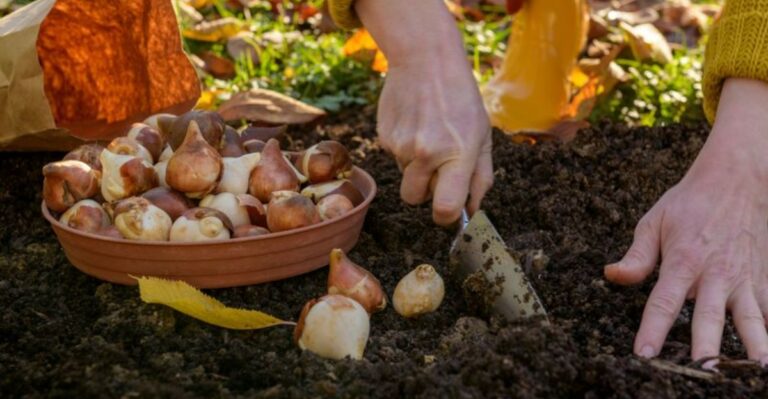 Common Mistakes To Avoid When Planting Bulbs In Fall