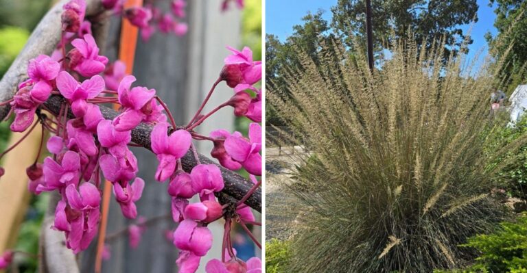The Texas Native Plants That Are Perfect For Fall Planting
