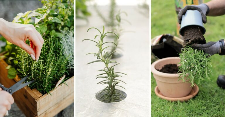How To Keep Rosemary Bushy Instead Of Woody And Leggy