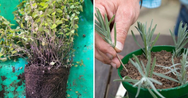8 Herbs California Gardeners Can Propagate From Cuttings Before Winter