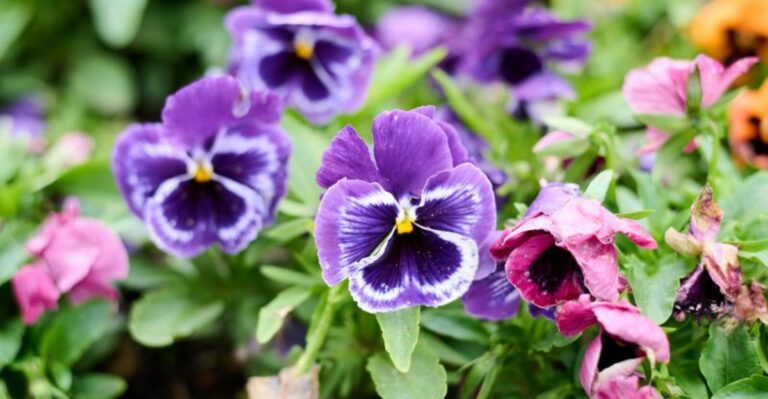 Why Florida Gardeners Should Wait Before Planting Pansies Even When Garden Centers Start Selling Them