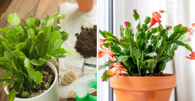 Virginia Gardeners, Get Your Thanksgiving Cactus Ready To Bloom This November