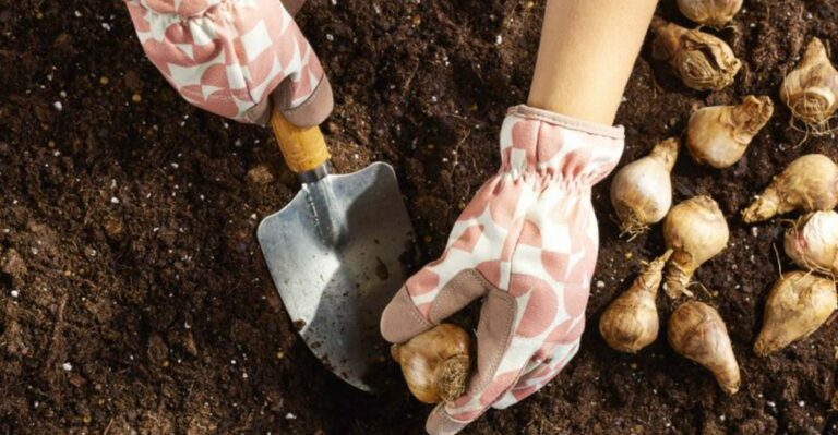 Why Ohio Gardeners Plant Tulip And Daffodil Bulbs This October