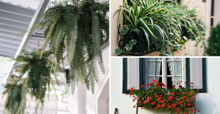 10 Houseplants New York Homeowners Should Have Already Brought Inside