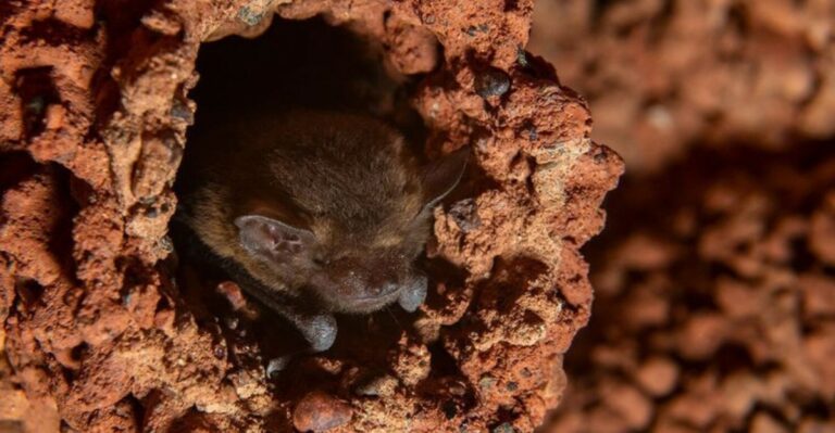 The Safe Window For Removing Attic Bats In New Jersey Closes On October 15