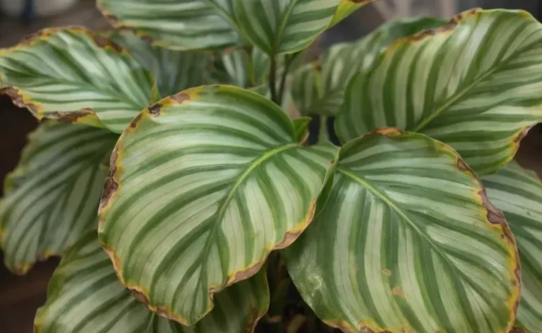 Houseplants That Struggle in Arizona’s Dry Indoor Air and the Ones That Thrive